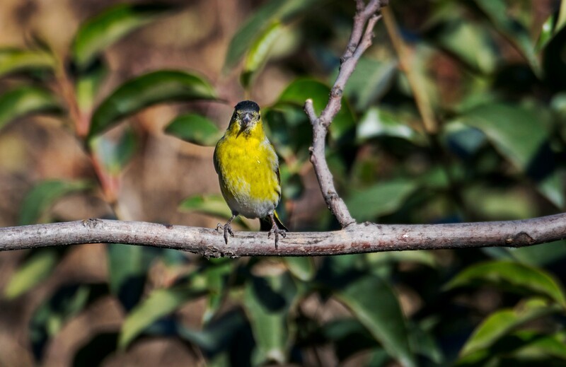 小黄雀（二十七）
