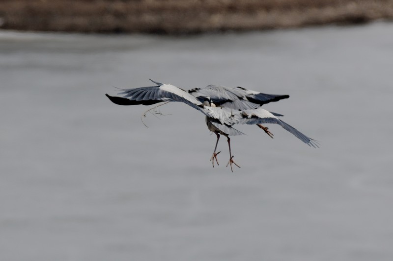 鹭鸟（25 结尾篇）