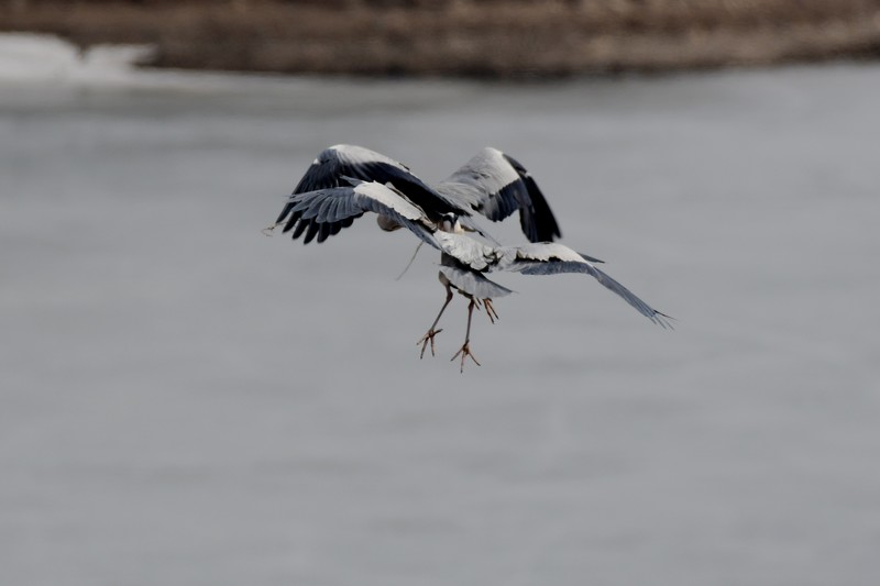 鹭鸟（25 结尾篇）