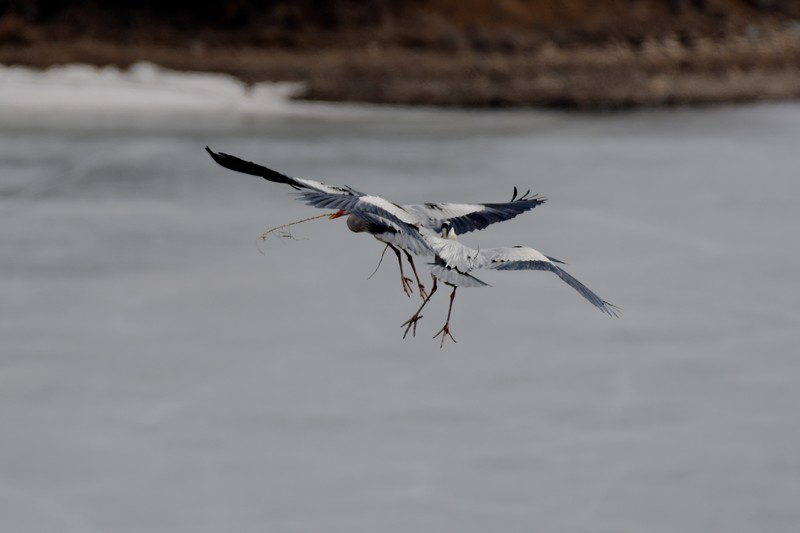 鹭鸟（25 结尾篇）