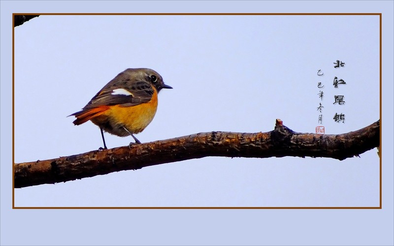 灵动漂亮的小鸟-北红尾鸲