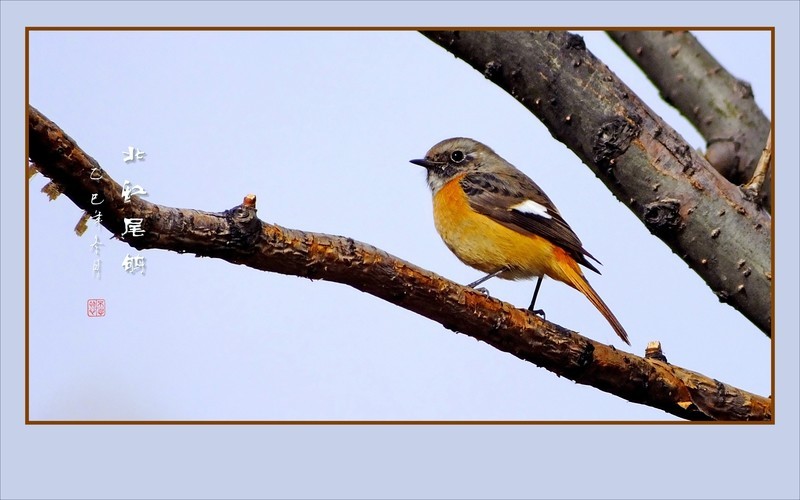 灵动漂亮的小鸟-北红尾鸲