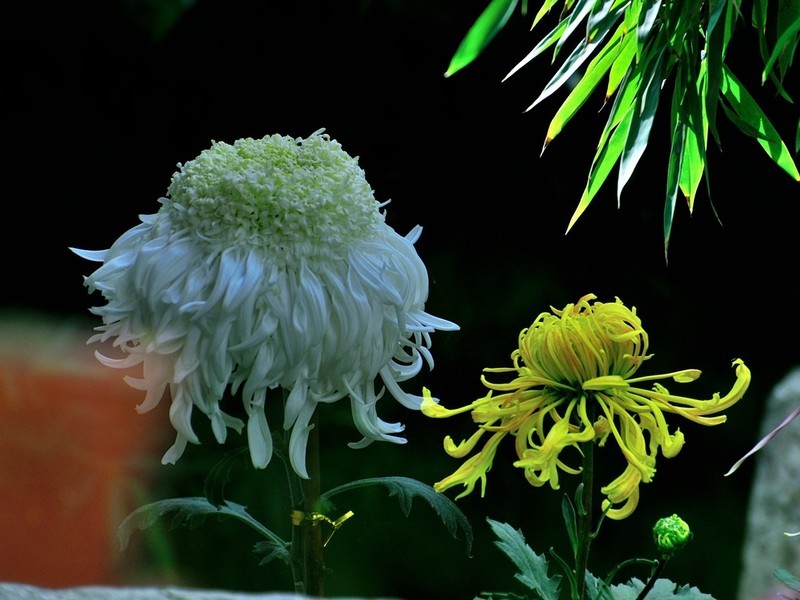 【视觉光影】趵 突 菊 韵 （7）