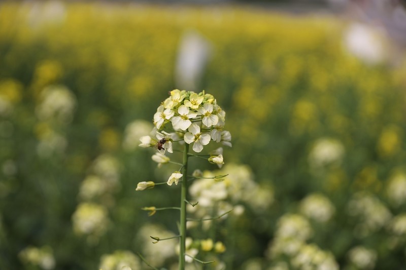 洋湖油菜花