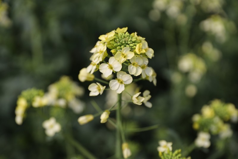 洋湖油菜花