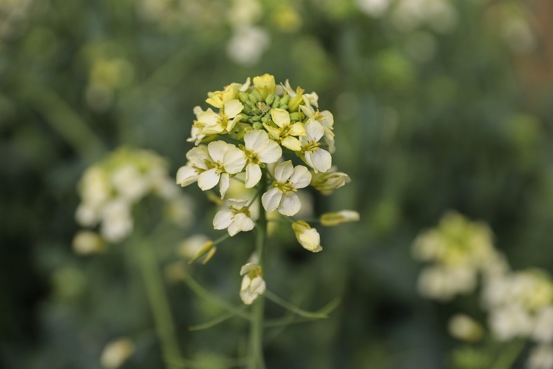 洋湖油菜花