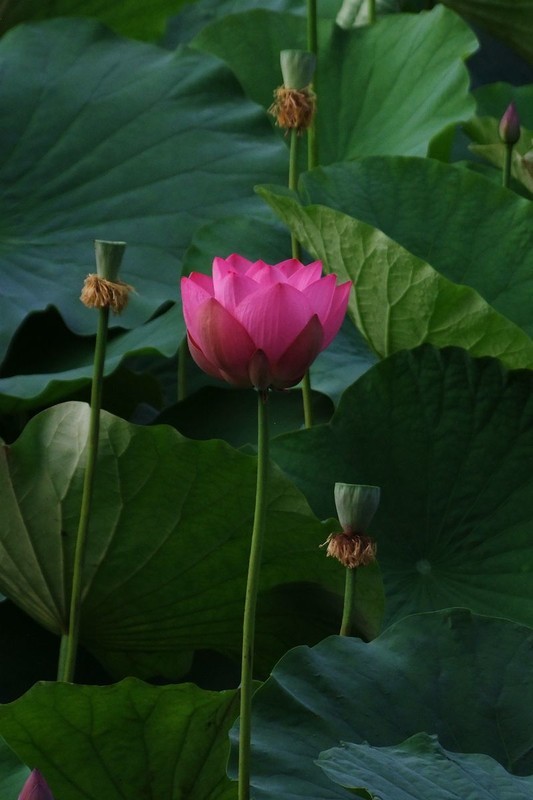 荷花 2026 — 6
