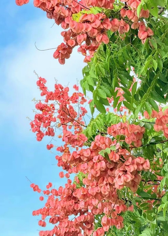 奕树花