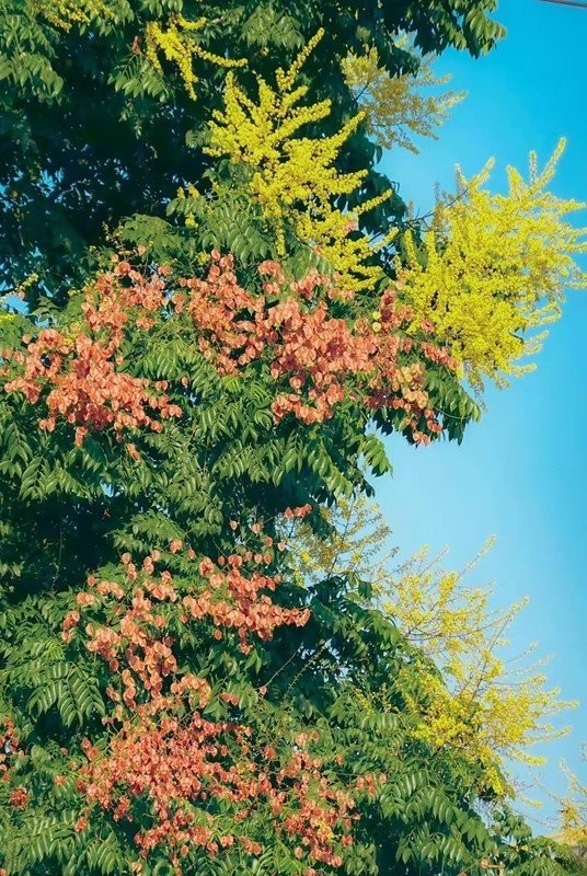奕树花