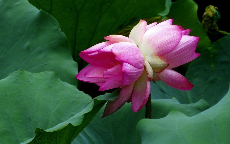 [26188] 流花湖的荷花
