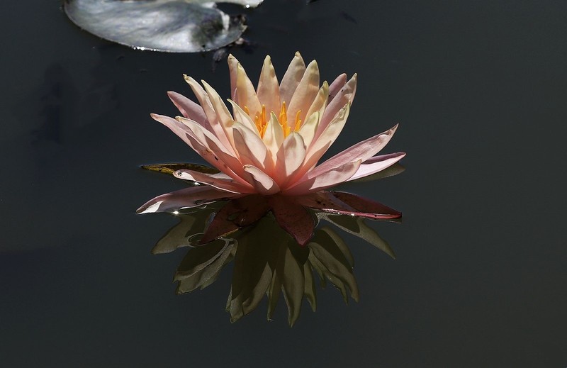 《睡莲花7》