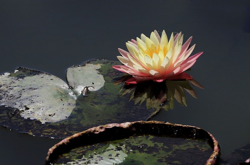 《睡莲花7》