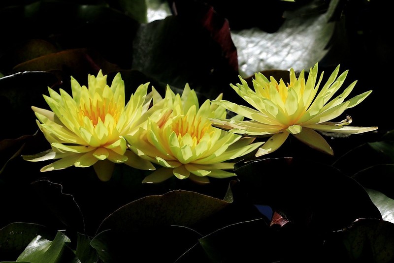 《睡莲花7》