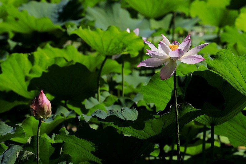 荷花