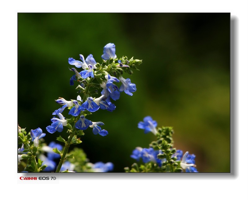 湿地公园的黄花、紫花。