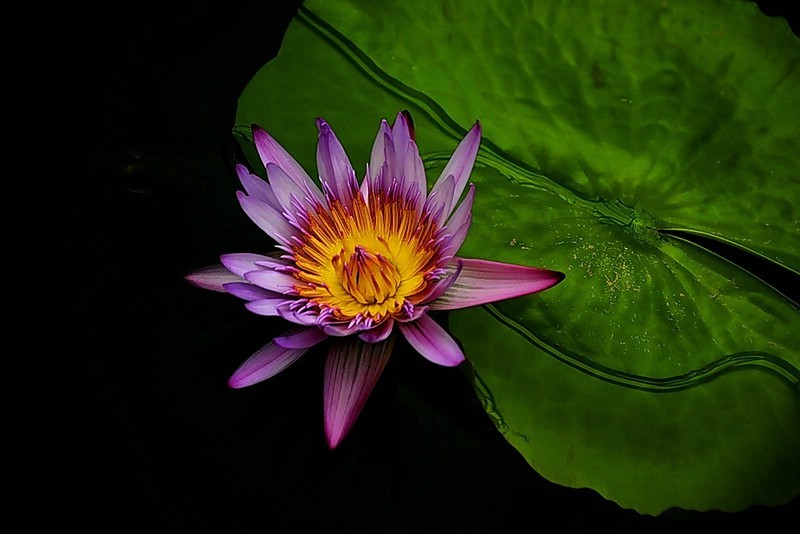 武汉植物园睡莲