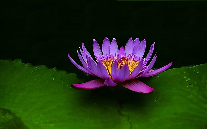 武汉植物园睡莲