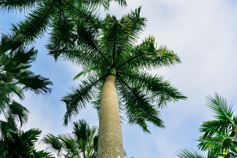 版纳热带植物园掠影