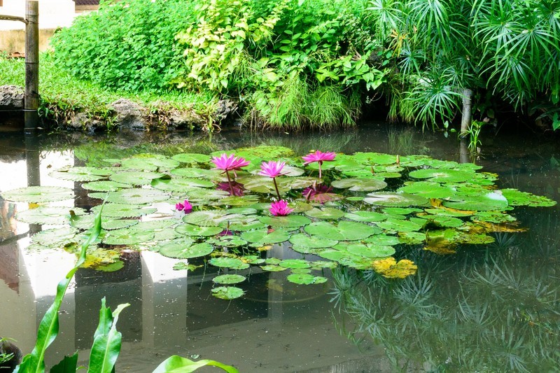 版纳热带植物园掠影