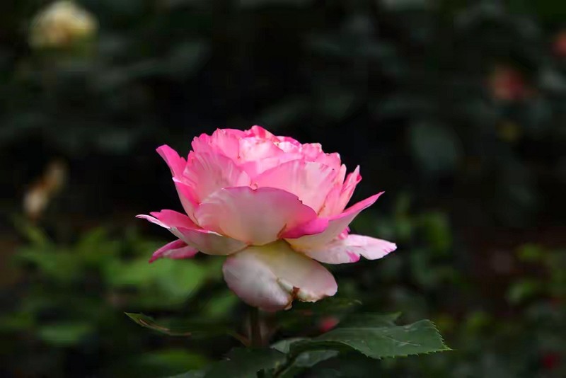 月季花--省植物园
