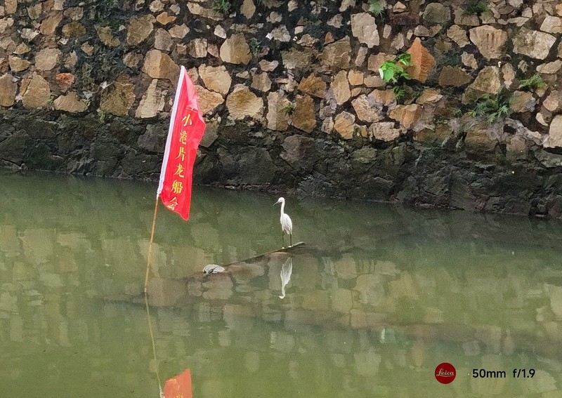 附近随拍的白鹭。