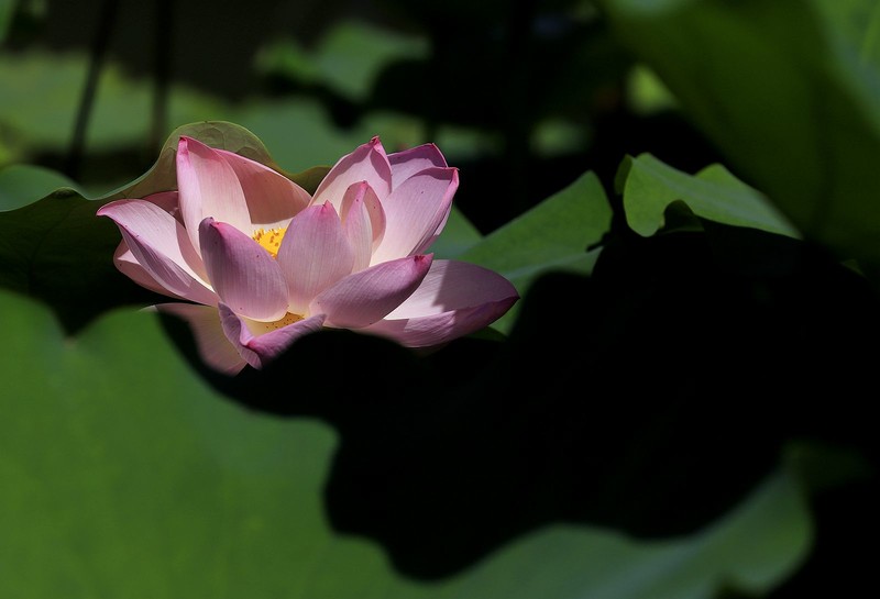 荷花 (2)