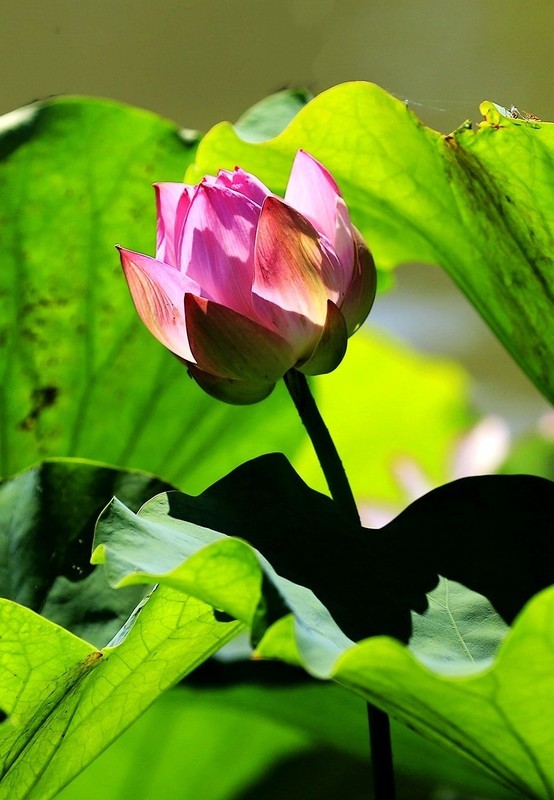 荷花 (2)