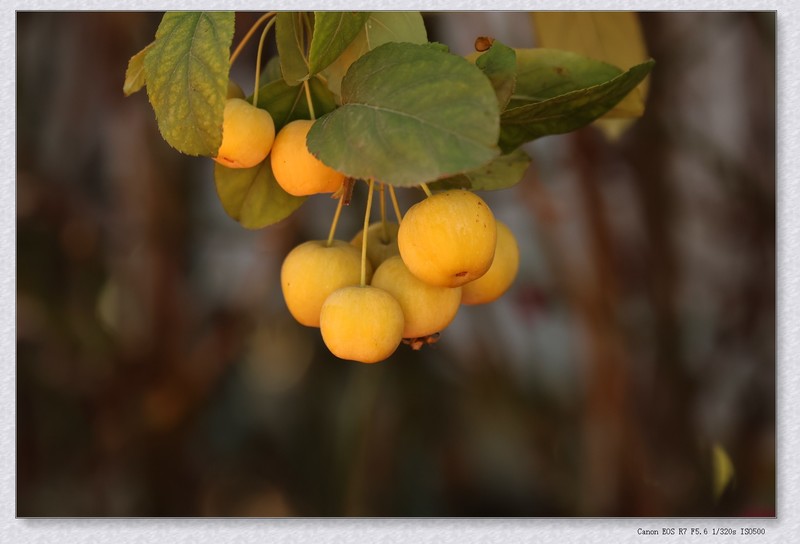 国庆节游公园【丙午年-401】