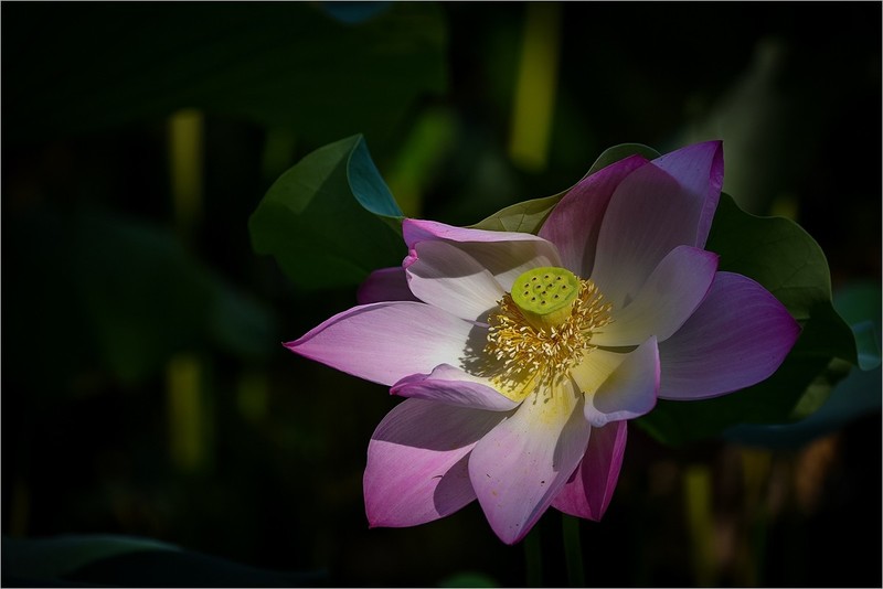 2026年第0423贴 -又是一年荷花开（0619）