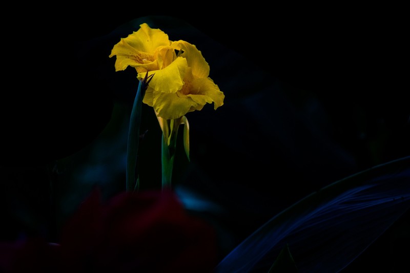 百花园