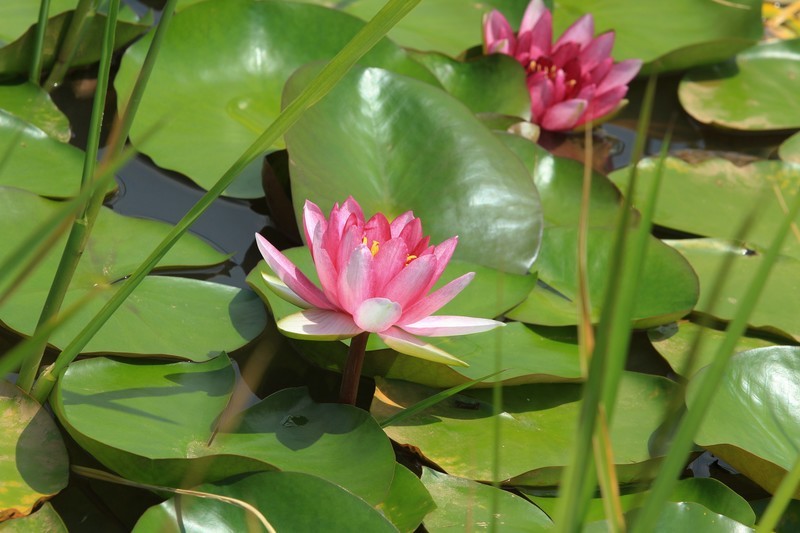 拍摄花卉一（828）