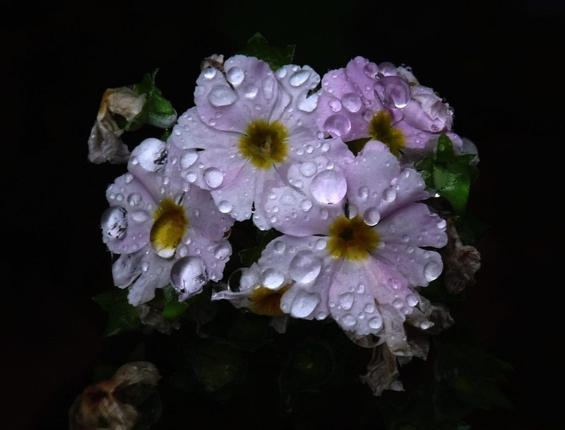 雨中拍杂花