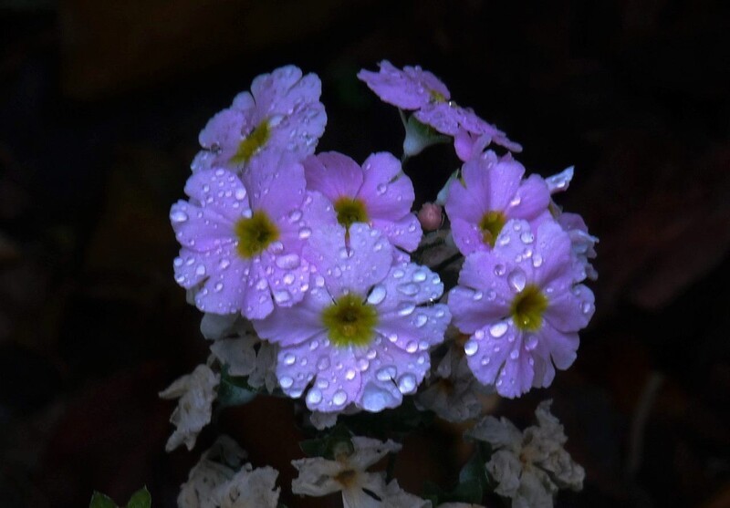 雨中拍杂花