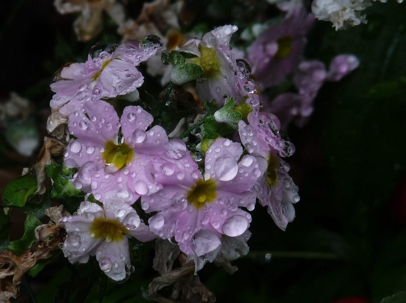 雨中拍杂花