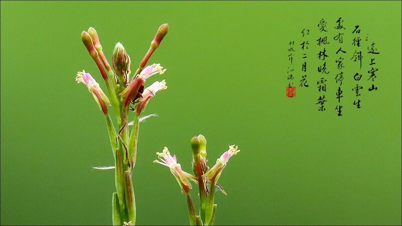 草丛中的光影