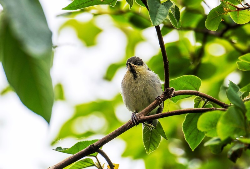 大山雀（十）