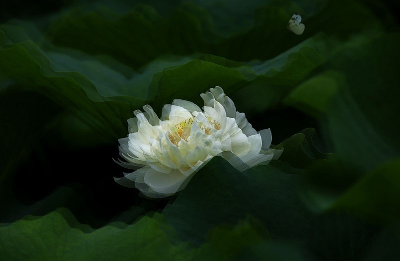 白荷花(11)