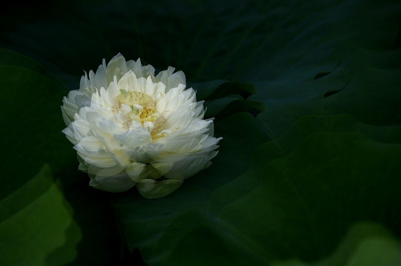 白荷花(11)