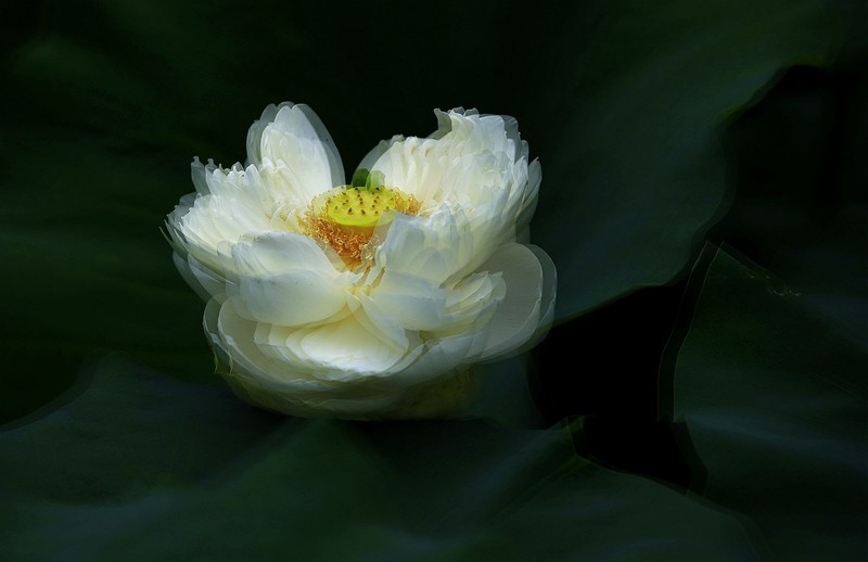 白荷花(11)