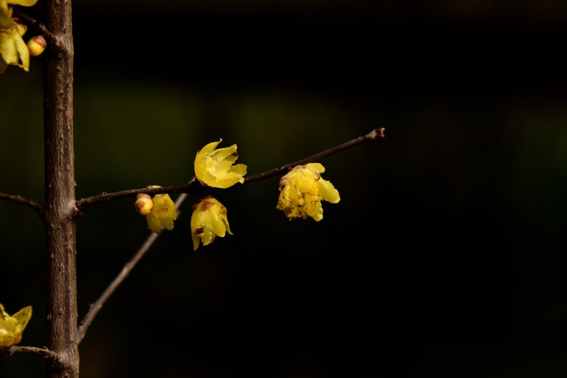 2026花卉植物赏析【4】