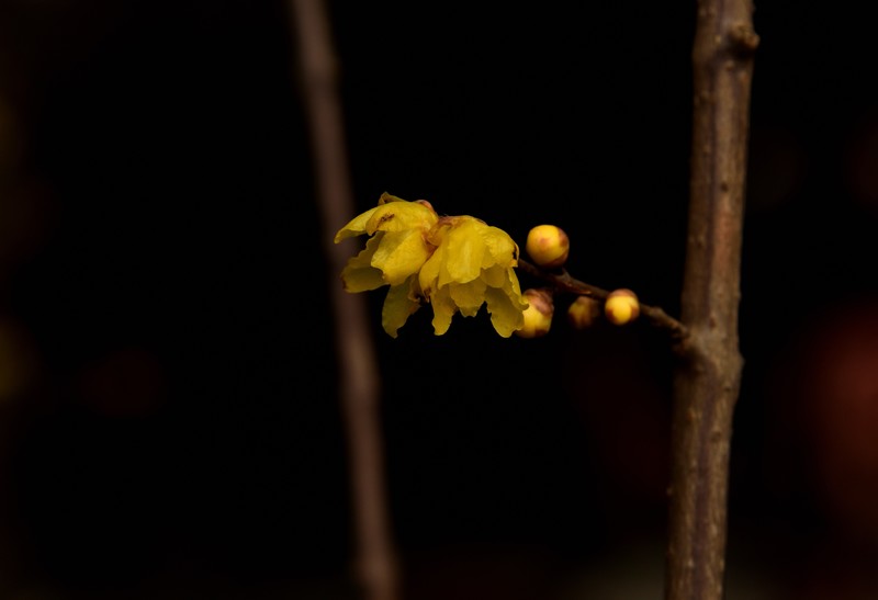 2026花卉植物赏析【4】