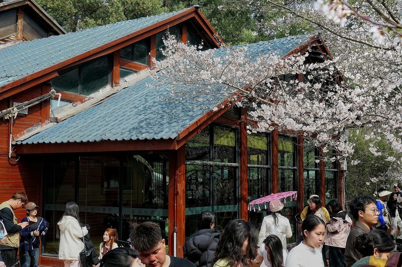 东湖樱花园（九）