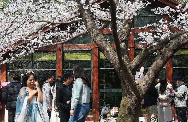 东湖樱花园（九）