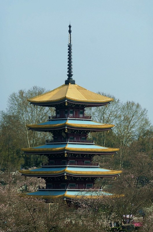 东湖樱花园（九）