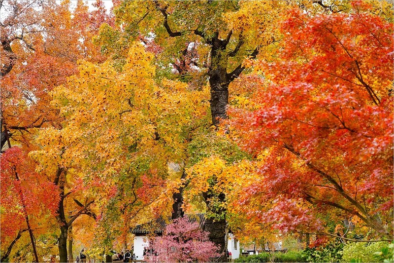 2025年第0900贴-苏州天平山红枫季纪实旅拍（1227）