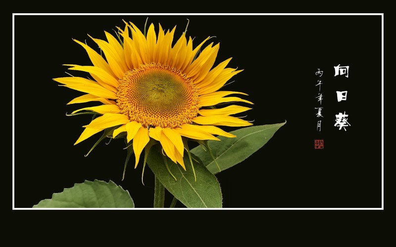 葵花象阳又向阳，花瓣金黄蕊金黄