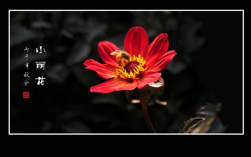 蜂蝶恋上小丽花