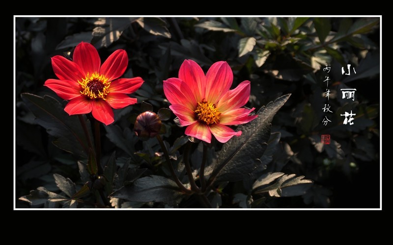 蜂蝶恋上小丽花