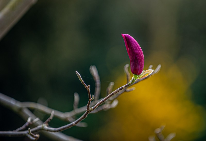 春花来了