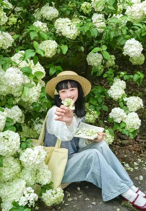 紫凤公园木绣球3